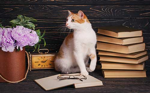 成人自考怎么進行報考流程？