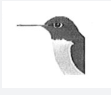 The Relation Between Bird's Bill and Its Diet 托福紅Delta聽力原文翻譯及問題答案