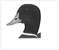 The Relation Between Bird's Bill and Its Diet 托福紅Delta聽力原文翻譯及問題答案